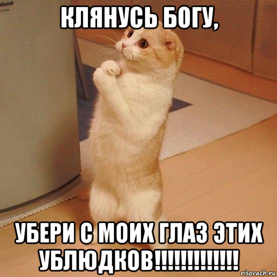 клянусь богу, убери с моих глаз этих ублюдков!!!!!!!!!!!!!, Мем  котэ молится