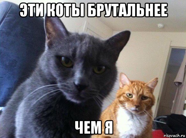 эти коты брутальнее чем я, Мем  Два котэ