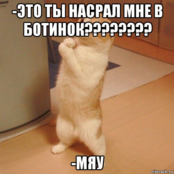 -это ты насрал мне в ботинок???????? -мяу, Мем  котэ молится