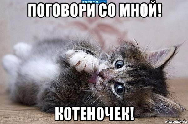 поговори со мной! котеночек!, Мем  котенок