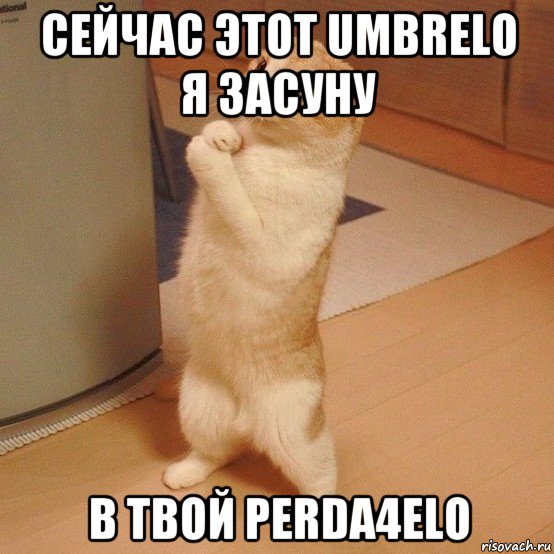 сейчас этот umbrelo я засуну в твой perda4elo, Мем  котэ молится