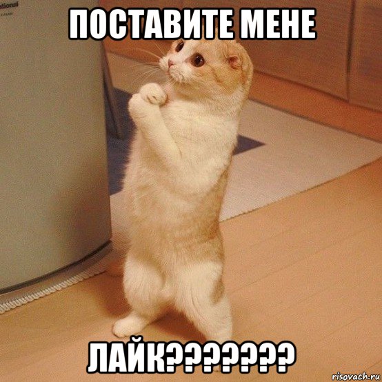 поставите мене лайк???????, Мем  котэ молится