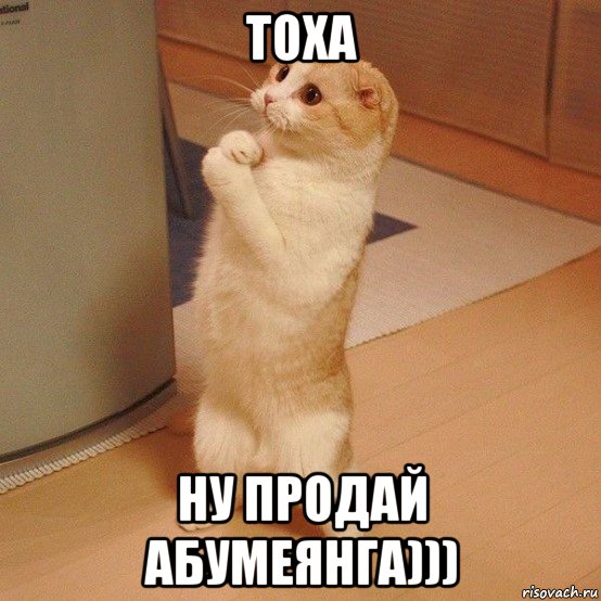 тоха ну продай абумеянга))), Мем  котэ молится