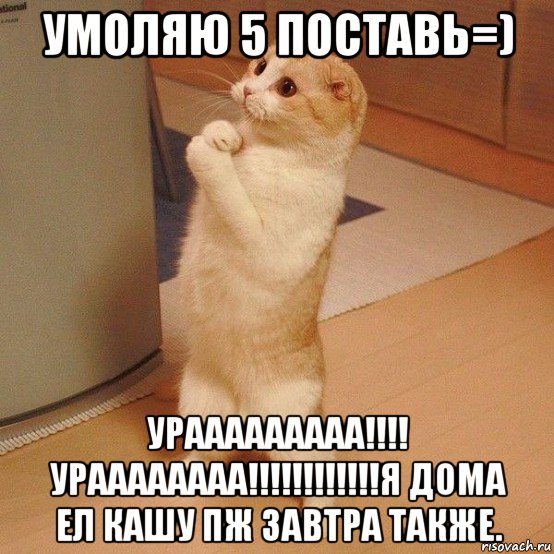 умоляю 5 поставь=) урааааааааа!!!! ураааааааа!!!!!!!!!!!!я дома ел кашу пж завтра также., Мем  котэ молится