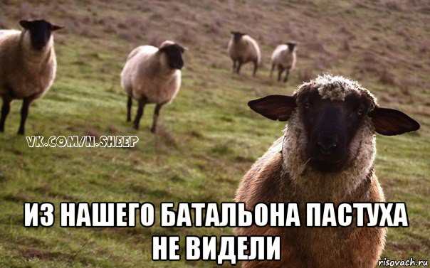 из нашего батальона пастуха не видели, Мем  Наивная Овца