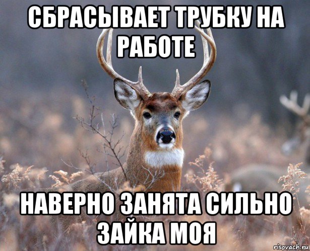 сбрасывает трубку на работе наверно занята сильно зайка моя, Мем   Наивный олень