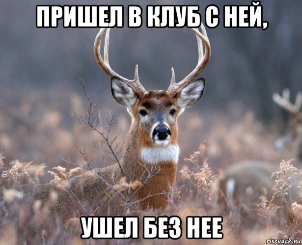 пришел в клуб с ней, ушел без нее, Мем   Наивный олень