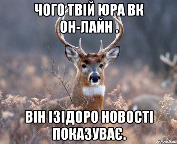 чого твій юра вк он-лайн . він ізідоро новості показуває., Мем   Наивный олень