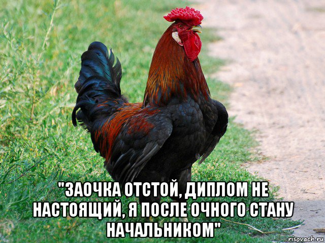  "заочка отстой, диплом не настоящий, я после очного стану начальником", Мем петух