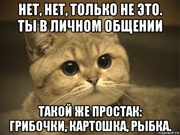 нет, нет, только не это. ты в личном общении такой же простак: грибочки, картошка, рыбка., Мем Пидрила ебаная котик