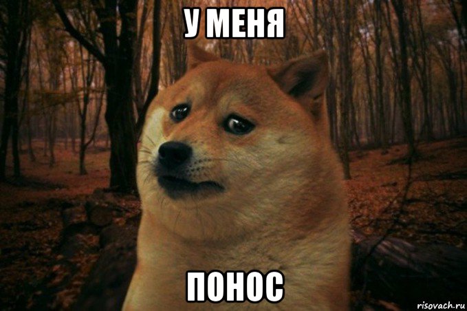 у меня понос, Мем SAD DOGE