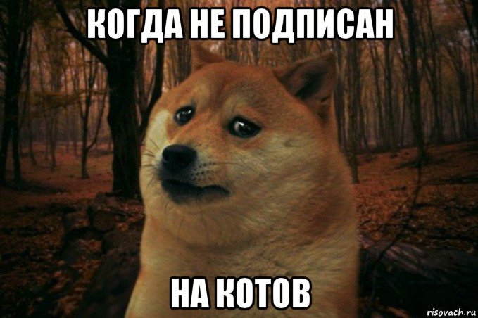 когда не подписан на котов, Мем SAD DOGE