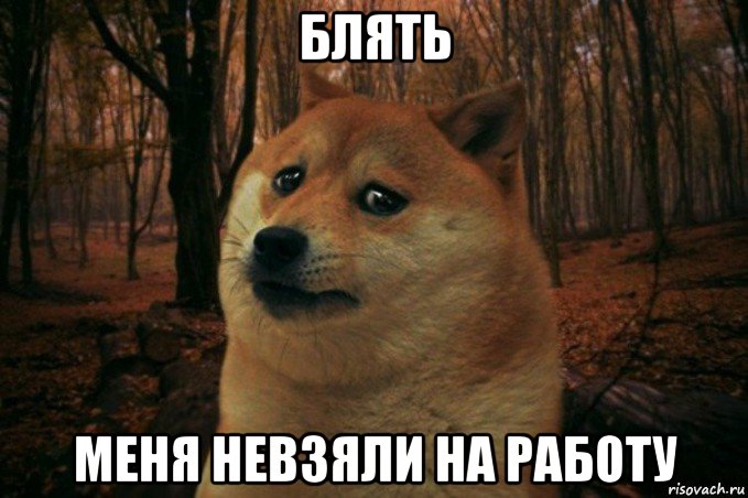 блять меня невзяли на работу, Мем SAD DOGE