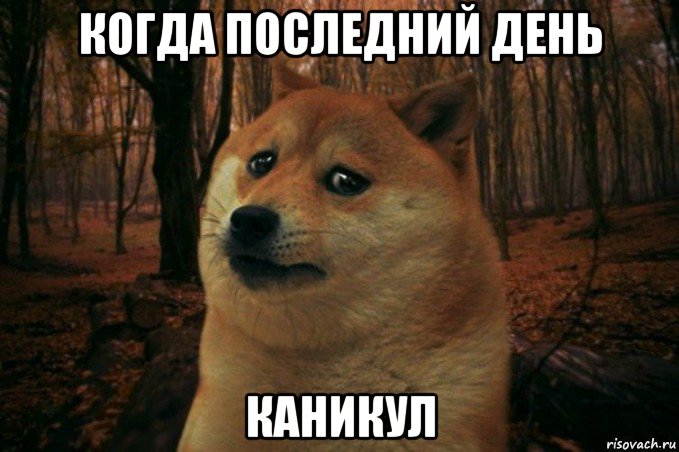 когда последний день каникул, Мем SAD DOGE