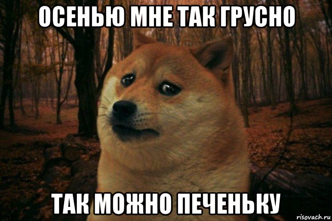 осенью мне так грусно так можно печеньку, Мем SAD DOGE