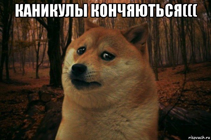 каникулы кончяються((( , Мем SAD DOGE