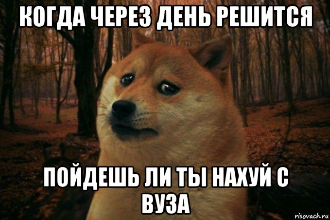 когда через день решится пойдешь ли ты нахуй с вуза, Мем SAD DOGE