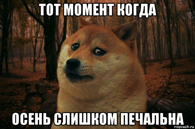 тот момент когда осень слишком печальна, Мем SAD DOGE