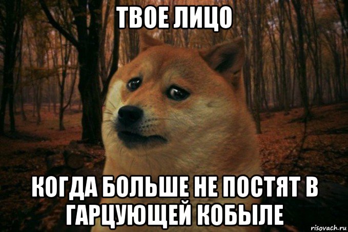 твое лицо когда больше не постят в гарцующей кобыле, Мем SAD DOGE