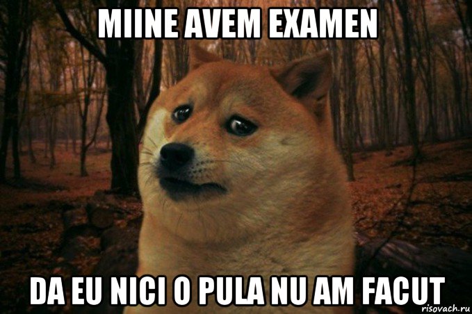 miine avem examen da eu nici o pula nu am facut, Мем SAD DOGE