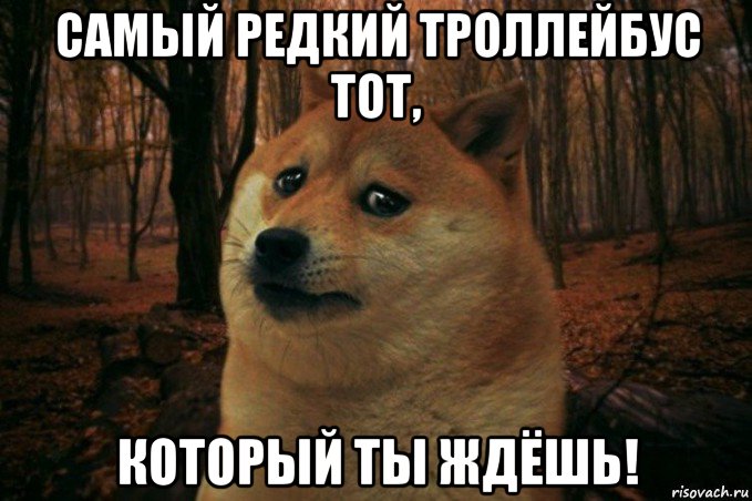 самый редкий троллейбус тот, который ты ждёшь!, Мем SAD DOGE