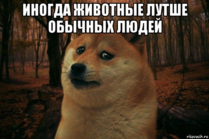 иногда животные лутше обычных людей , Мем SAD DOGE