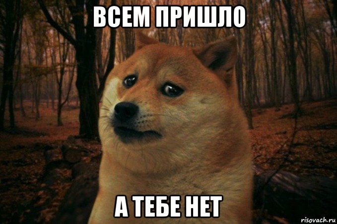 всем пришло а тебе нет, Мем SAD DOGE