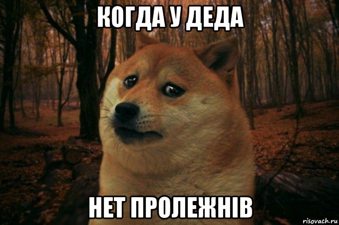 когда у деда нет пролежнів, Мем SAD DOGE