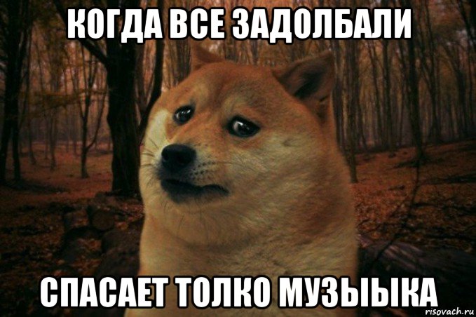 когда все задолбали спасает толко музыыка, Мем SAD DOGE