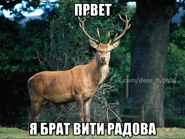 првет я брат вити радова, Мем Паблик Типичный олень