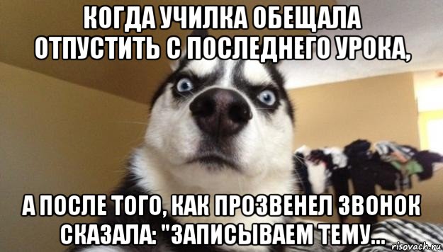 когда училка обещала отпустить с последнего урока, а после того, как прозвенел звонок сказала: "записываем тему..., Мем  Собака-удивляка