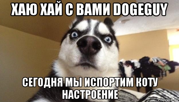 хаю хай с вами dogeguy сегодня мы испортим коту настроение, Мем  Собака-удивляка