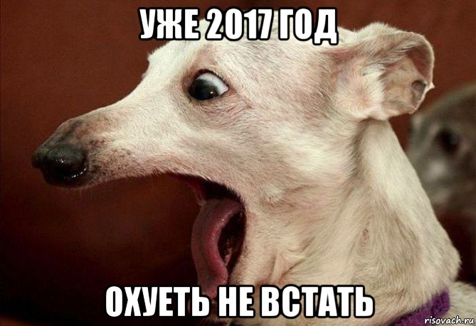 уже 2017 год охуеть не встать, Мем  собака