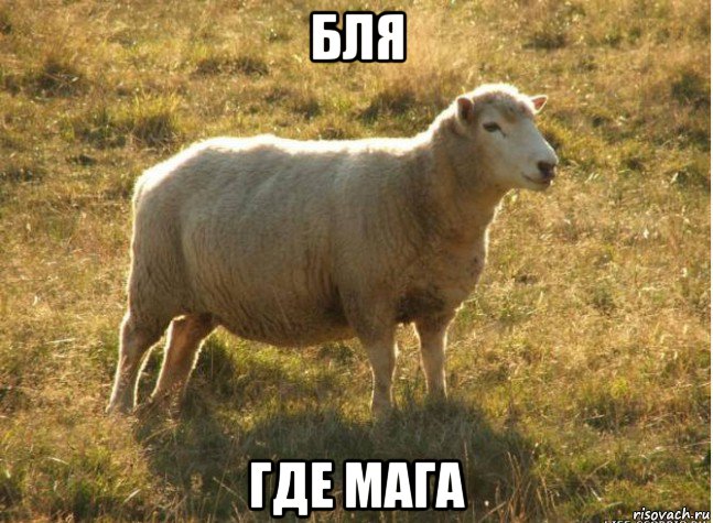 бля где мага