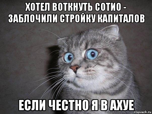 хотел воткнуть сотио - заблочили стройку капиталов если честно я в ахуе, Мем  удивлённый кот