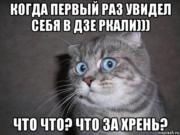 когда первый раз увидел себя в дзе ркали))) что что? что за хрень?, Мем  удивлённый кот