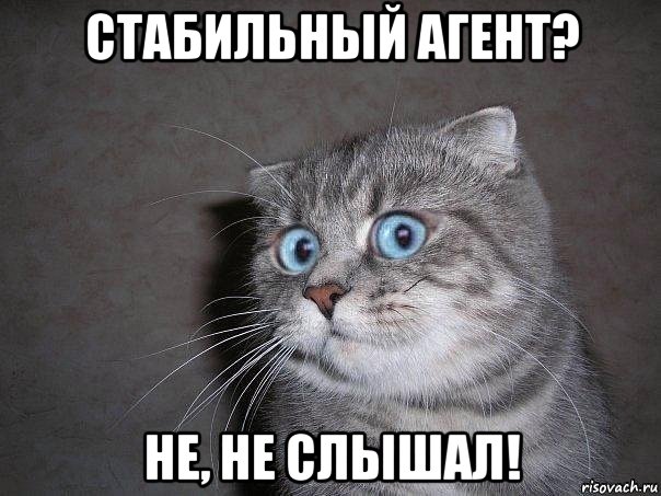 стабильный агент? не, не слышал!, Мем  удивлённый кот