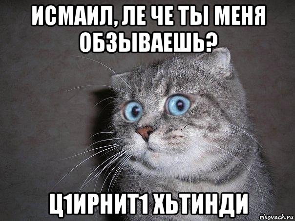 исмаил, ле че ты меня обзываешь? ц1ирнит1 хьтинди, Мем  удивлённый кот