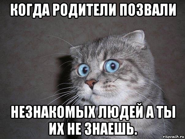 когда родители позвали незнакомых людей а ты их не знаешь., Мем  удивлённый кот