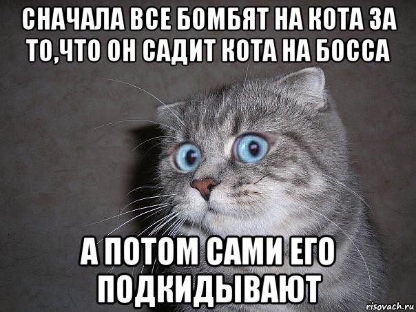 сначала все бомбят на кота за то,что он садит кота на босса а потом сами его подкидывают, Мем  удивлённый кот