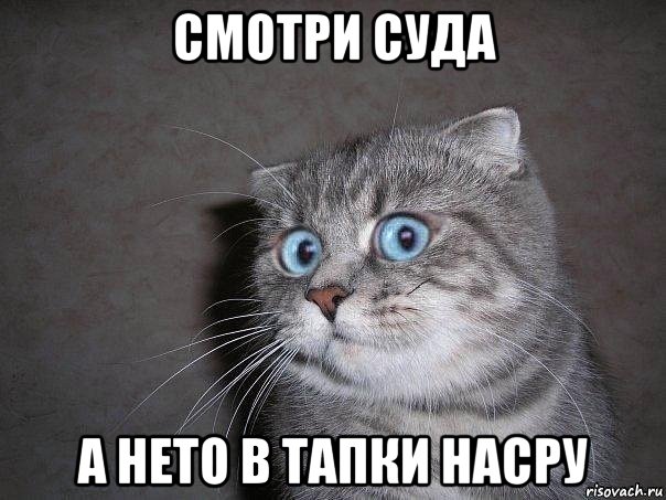 смотри суда а нето в тапки насру, Мем  удивлённый кот