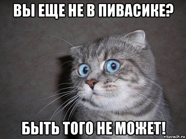 вы еще не в пивасике? быть того не может!, Мем  удивлённый кот