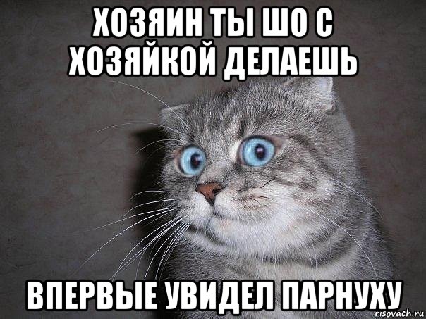 хозяин ты шо с хозяйкой делаешь впервые увидел парнуху, Мем  удивлённый кот