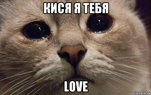 кися я тебя love, Мем   В мире грустит один котик