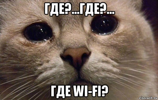 где?...где?... где wi-fi?, Мем   В мире грустит один котик