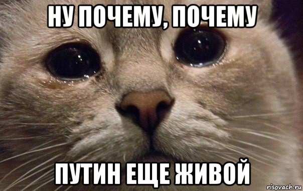 ну почему, почему путин еще живой, Мем   В мире грустит один котик