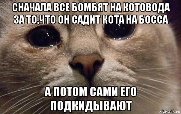 сначала все бомбят на котовода за то,что он садит кота на босса а потом сами его подкидывают, Мем   В мире грустит один котик