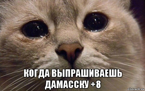  когда выпрашиваешь дамасску +8, Мем   В мире грустит один котик