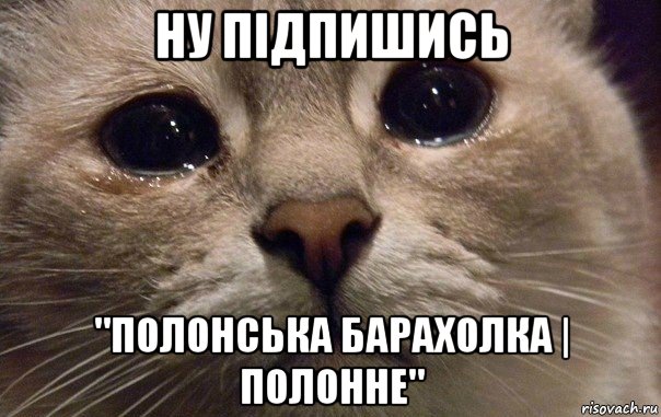 ну підпишись "полонська барахолка | полонне", Мем   В мире грустит один котик