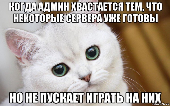 когда админ хвастается тем, что некоторые сервера уже готовы но не пускает играть на них, Мем  В мире грустит один котик